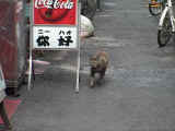 IMG_0557.JPG (55983 バイト)